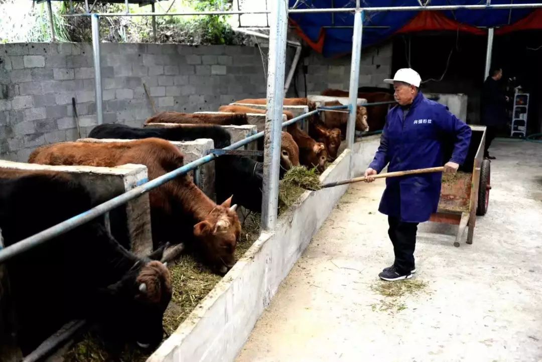 致富养殖好项目大全_致富养殖辛苦不苦_养殖致富很辛苦