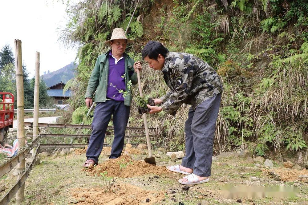 扁桃种植效益_扁桃种植致富_扁桃种植收入怎么样