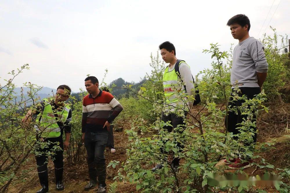 扁桃种植致富_扁桃种植收入怎么样_扁桃种植效益