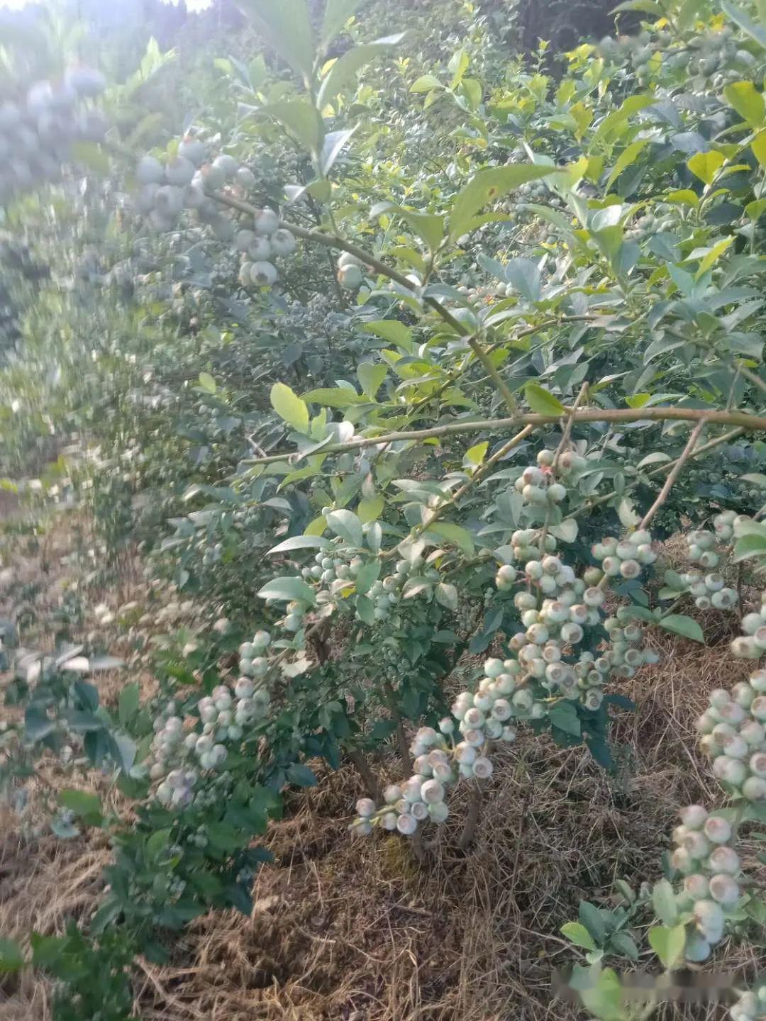 扁桃种植收入怎么样_扁桃种植致富_扁桃种植效益