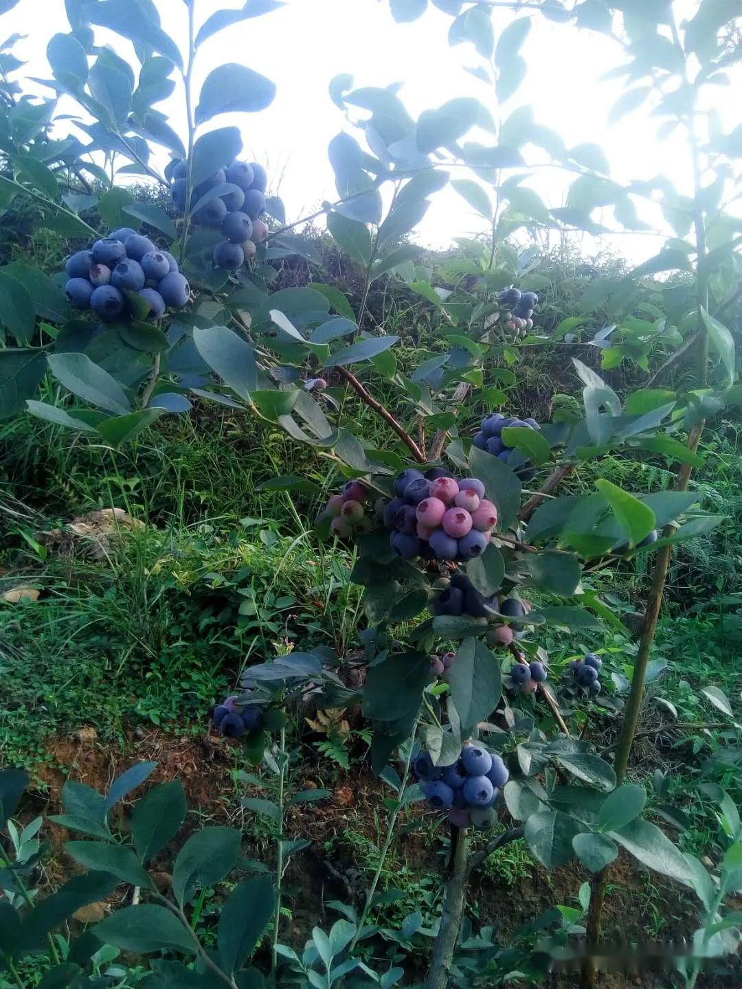 扁桃种植致富_扁桃种植收入怎么样_扁桃种植效益