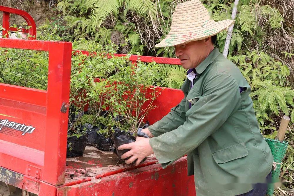 扁桃种植致富_扁桃种植收入怎么样_扁桃种植效益