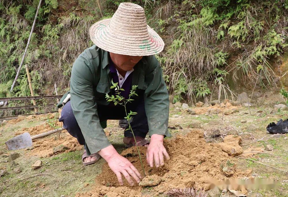 扁桃种植收入怎么样_扁桃种植致富_扁桃种植效益