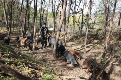 广东省野猪猪苗基地_广东野猪养殖基地_广东致富经养殖野猪致富