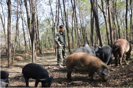 广东致富经养殖野猪致富_广东野猪养殖基地_广东省野猪猪苗基地