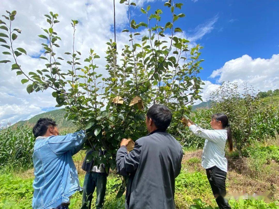 农村种植致富能手发言稿_农村种植致富能手事迹材料_农村致富种植能手