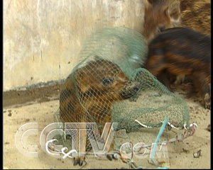 广东省野猪猪苗基地_广东致富经养殖野猪致富_广东省哪里有养野猪场