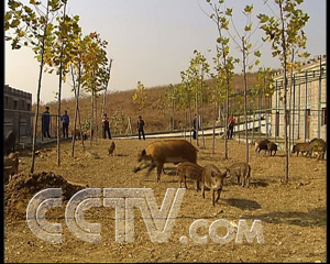 广东省哪里有养野猪场_广东致富经养殖野猪致富_广东省野猪猪苗基地