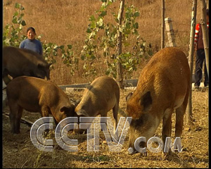 广东致富经养殖野猪致富_广东省哪里有养野猪场_广东省野猪猪苗基地