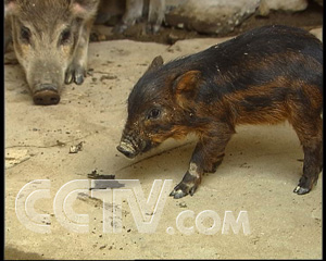 广东省哪里有养野猪场_广东致富经养殖野猪致富_广东省野猪猪苗基地