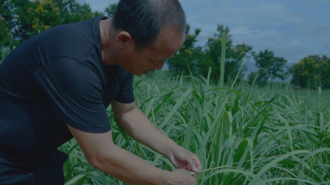 致富经农村种甘蔗视频_农广天地甘蔗种植技术视频_韶州小农拍摄甘蔗种植视频