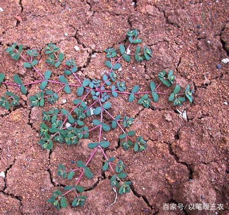 致富种植视频全集_致富好项目种植_种植致富草