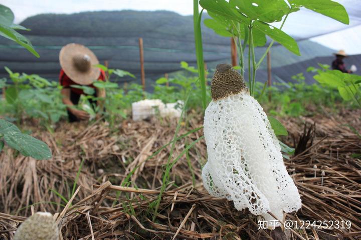 致富经种树的创业项目_种树致富经_特种树木种植致富项目