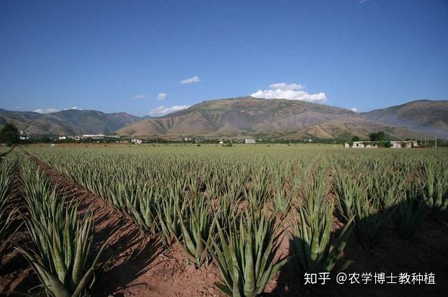 种植致富草_种草致富经_致富好项目种植