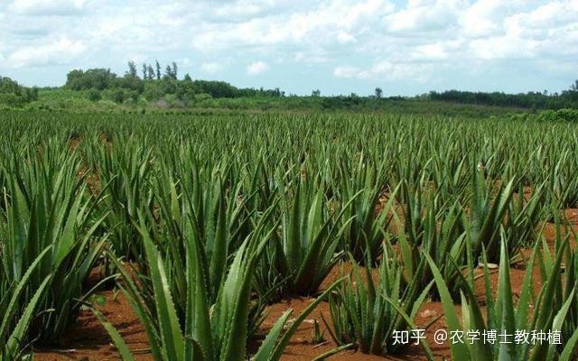 种植致富草_致富好项目种植_种草致富经