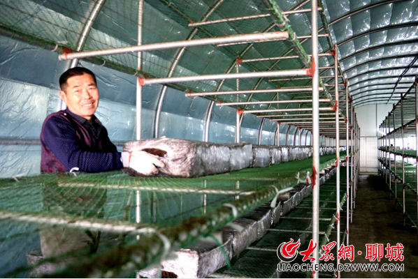 聊城食用菌产业发展现状_聊城食用菌基地_聊城种植食用菌致富新闻