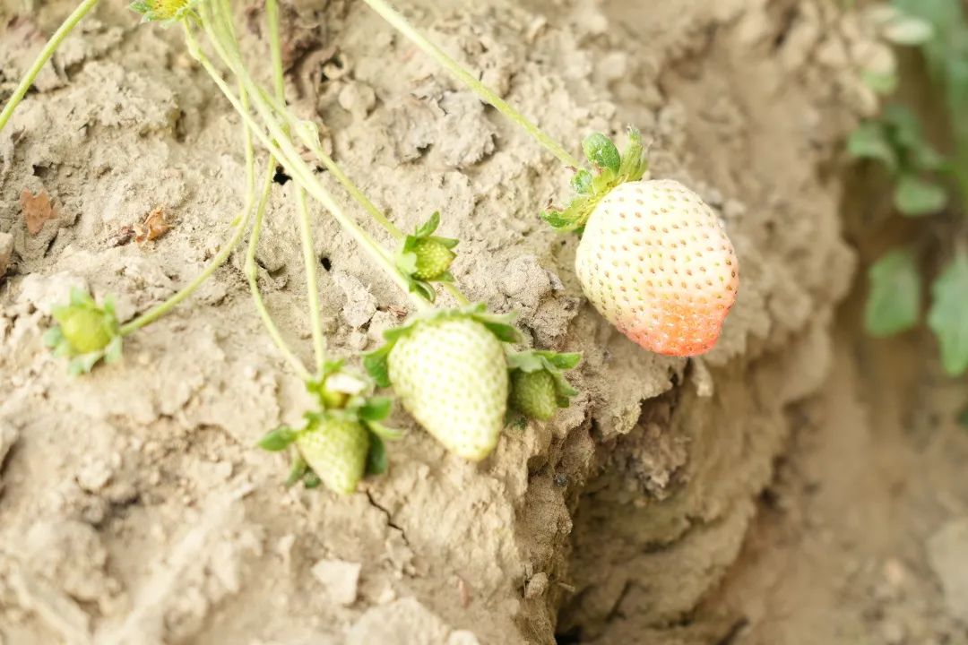 致富经草莓种植技术_种草莓致富新闻_做草莓种植致富的标题