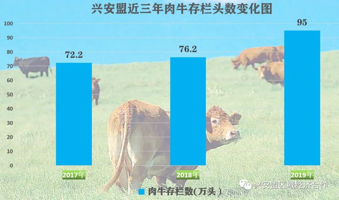 肉牛养殖致富经_致富经肉牛养殖视频_致富经肉牛养殖场的视频