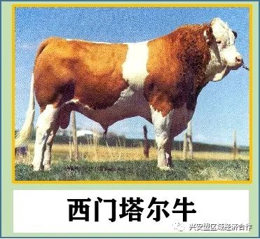 致富经肉牛养殖视频_肉牛养殖致富经_致富经肉牛养殖场的视频