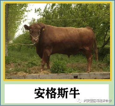 致富经肉牛养殖视频_肉牛养殖致富经_致富经肉牛养殖场的视频