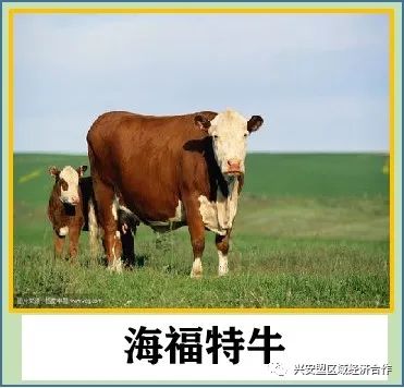 致富经肉牛养殖视频_肉牛养殖致富经_致富经肉牛养殖场的视频