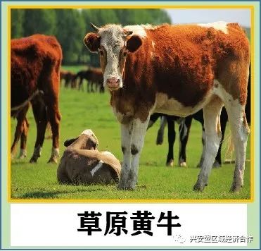 致富经肉牛养殖场的视频_致富经肉牛养殖视频_肉牛养殖致富经