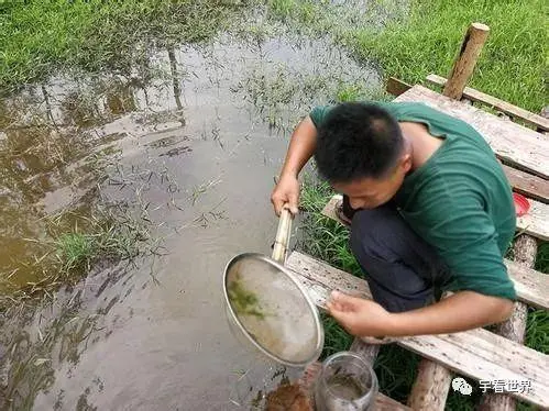 海南养殖蚂蝗技术有前途吗_海南哪里有蚂蝗养殖技术_海南有养水蛭的吗