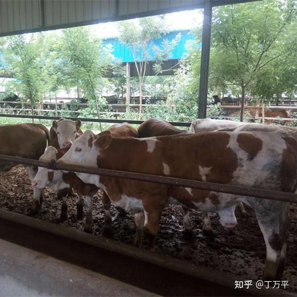 肉牛养殖利润与成本_肉牛养殖的利润_肉牛养殖技术 养牛利润