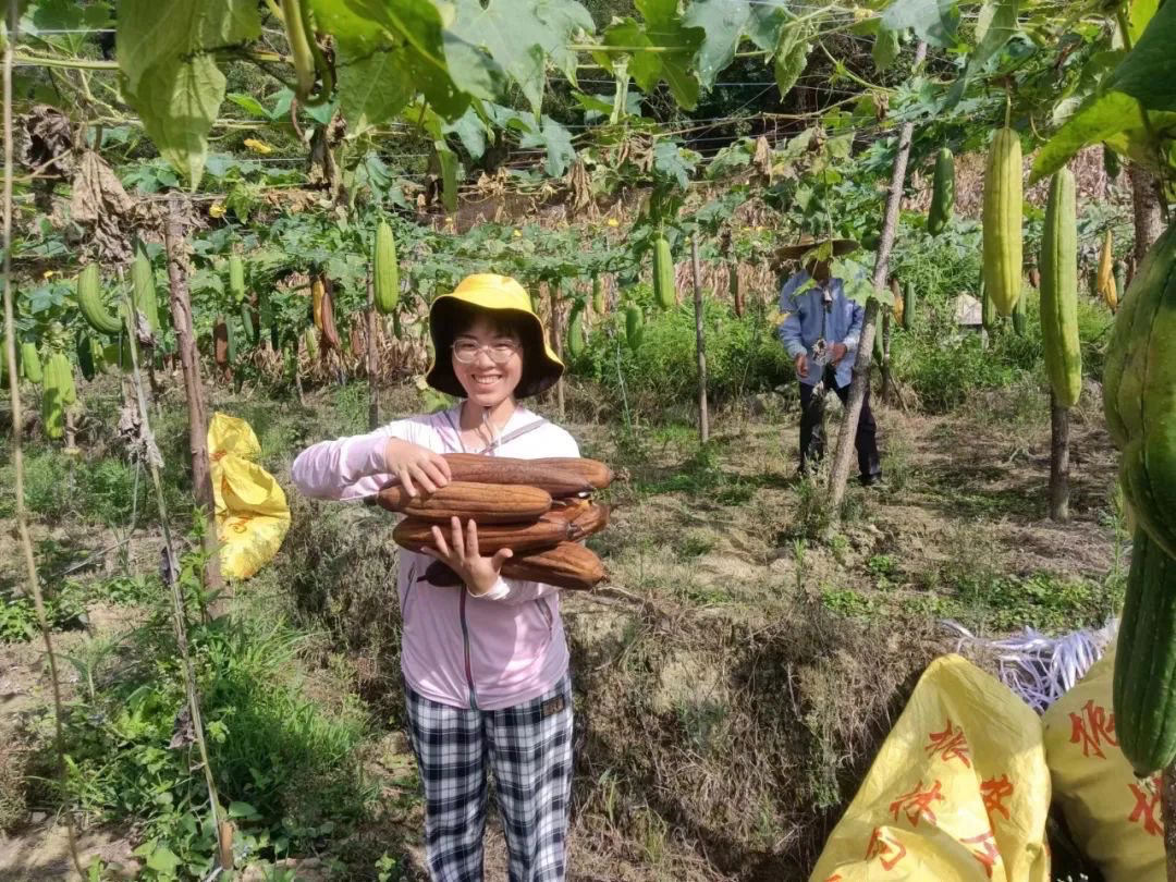 丝瓜络种植效益_致富经丝瓜种植视频_致富经丝瓜络