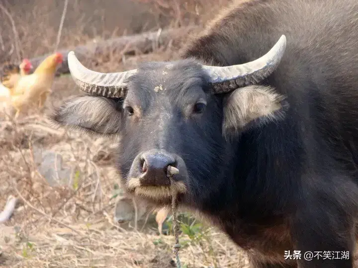 牛粪处理技术及设备_致富经牛粪处理技术_牛粪处理工艺流程