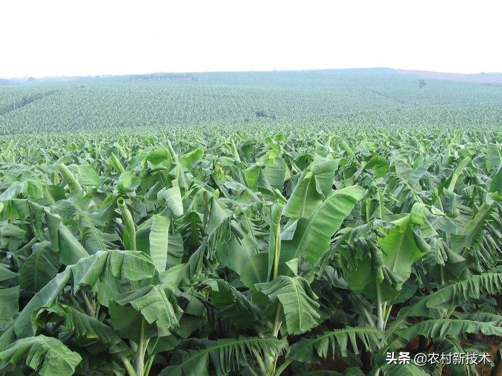 广西农村香蕉种植技术_广西香蕉种植基地_广西香蕉种植大户