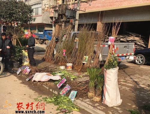 致富经栏目花毛豚_致富经栏目花毛豚_致富经栏目花毛豚