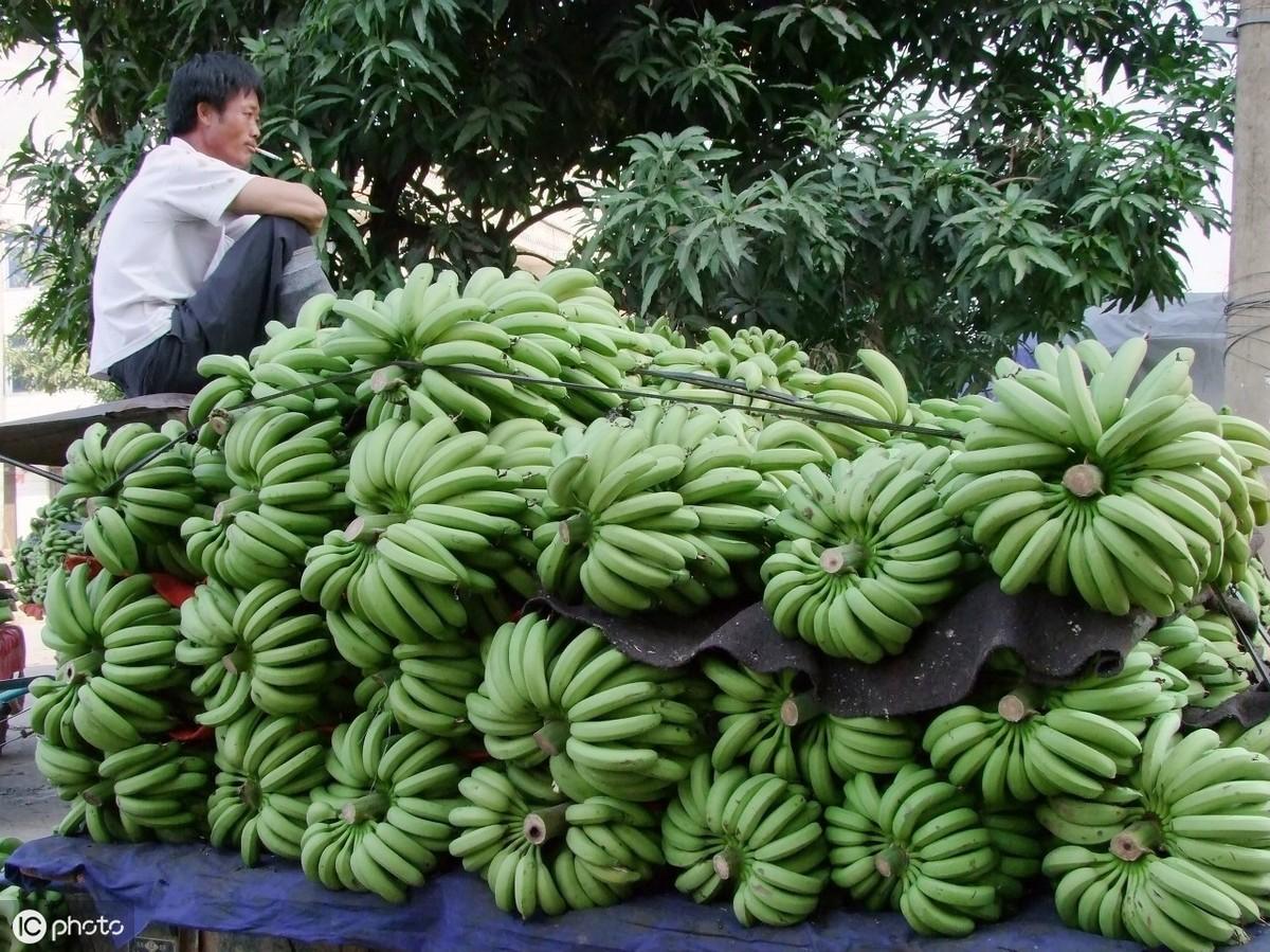 广西香蕉苗_广西农村香蕉种植技术_广西香蕉苗多少钱一棵