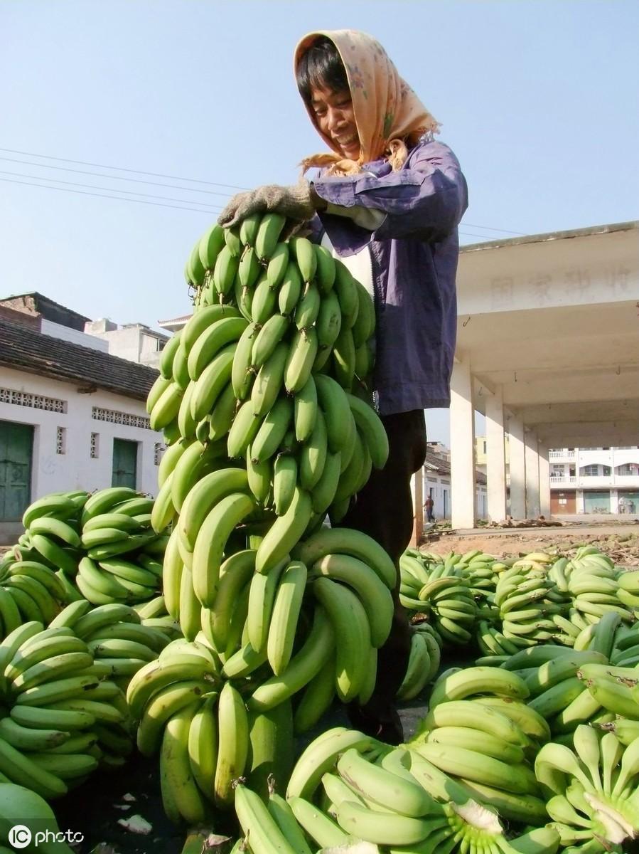 广西农村香蕉种植技术_广西香蕉苗多少钱一棵_广西香蕉苗