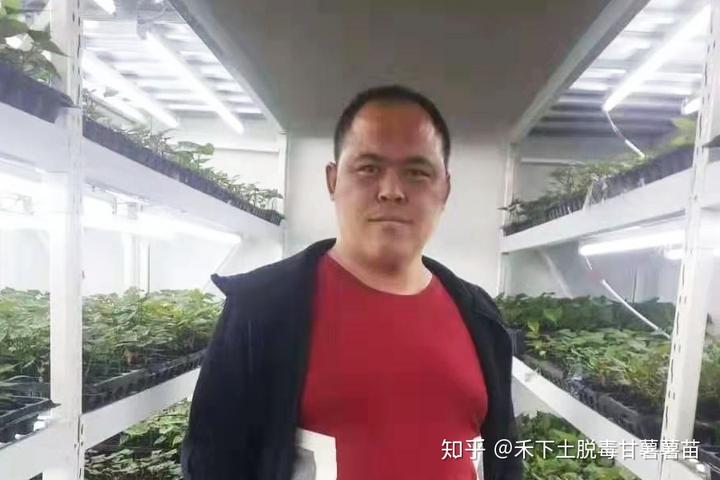 红薯养殖怎么种植_红薯养殖技术_红薯养殖技术视频