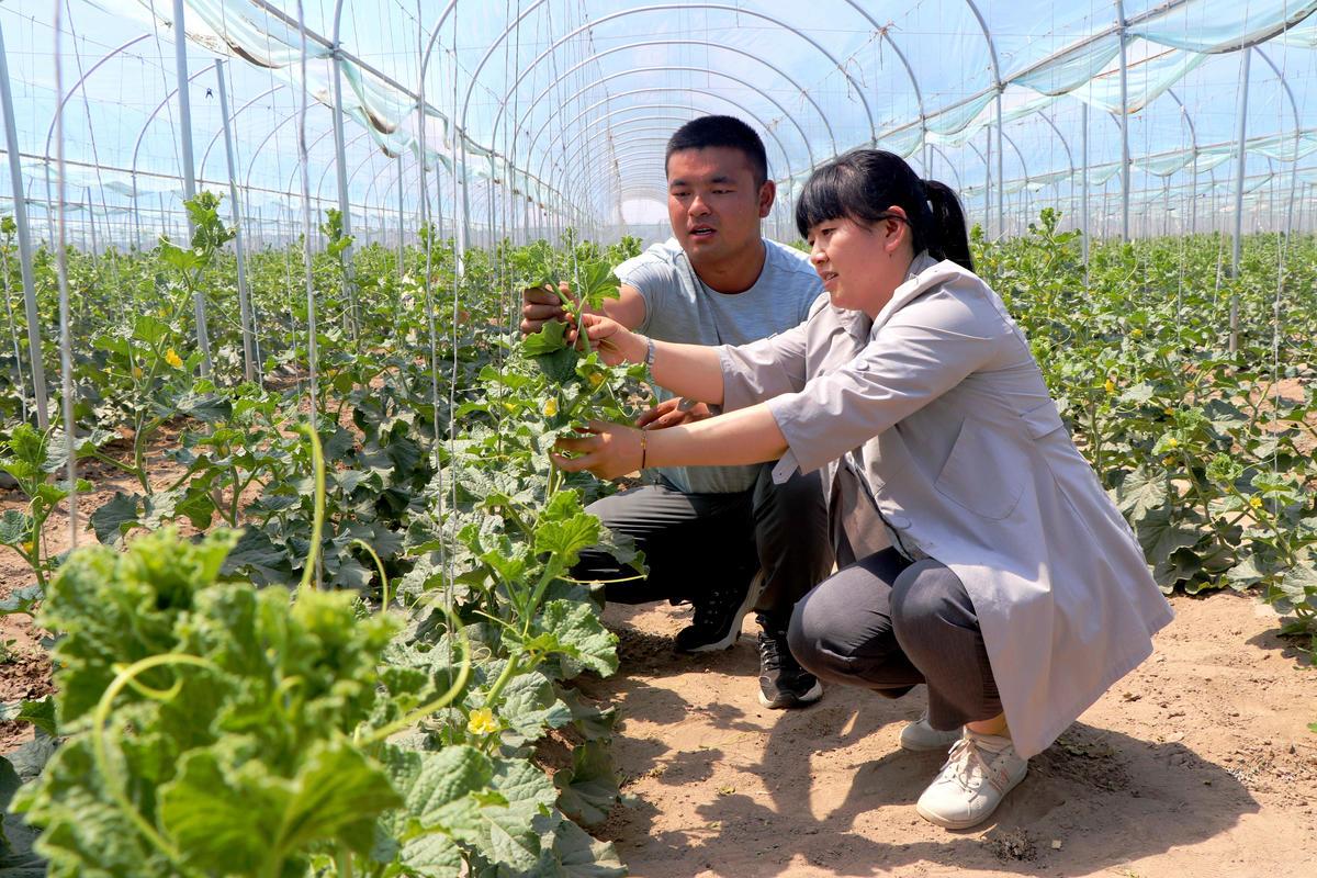 拱棚种植什么合适_拱棚种植什么效益好_拱棚种植致富