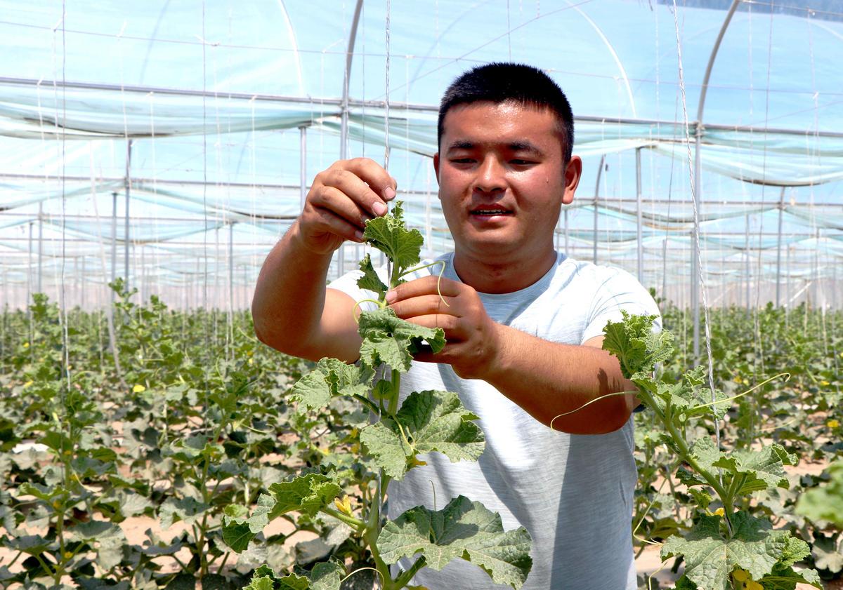 拱棚种植什么合适_拱棚种植什么效益好_拱棚种植致富