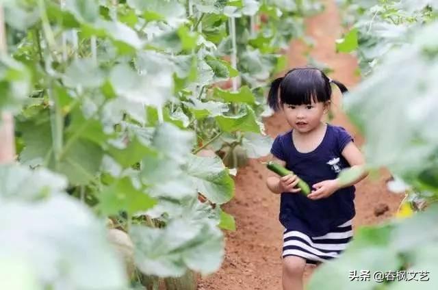 致富经栏目花毛豚_致富经栏目花毛豚_致富经栏目花毛豚