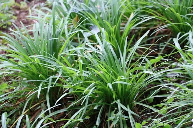 视频韭菜种植技术教程_韭菜种植视频教程_种植韭菜技术视频