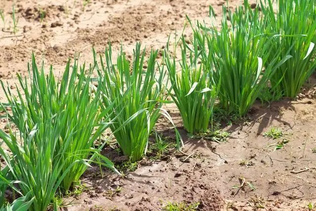 韭菜种植视频教程_种植韭菜技术视频_视频韭菜种植技术教程