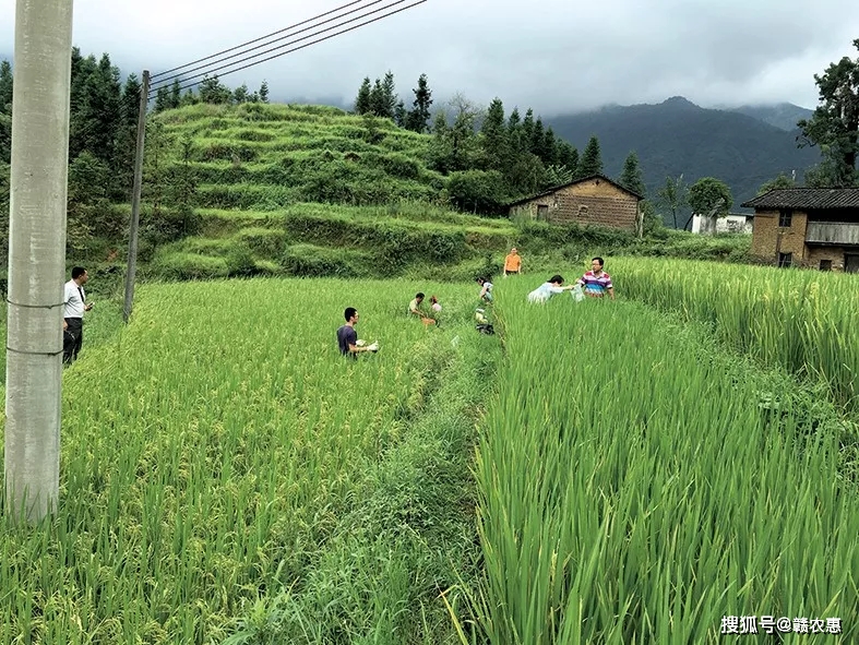 稻花鱼养殖技术_怎么养殖稻花鱼_稻花鱼养殖前景