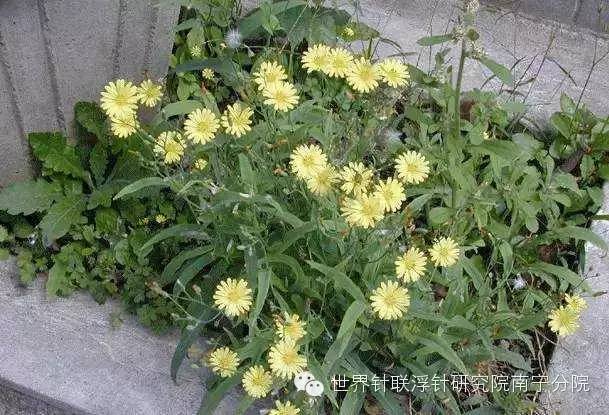 蕨菜种植技术视频_甜蕨菜种植技术_蕨菜种植视频