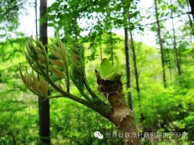 甜蕨菜种植技术_蕨菜种植视频_蕨菜种植技术视频