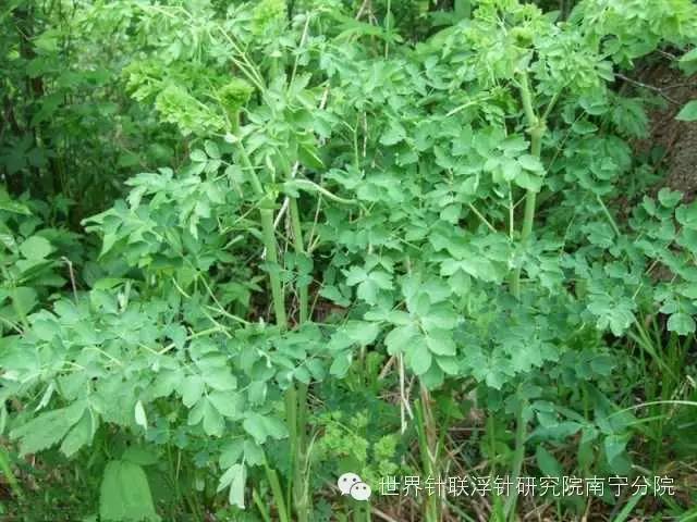 甜蕨菜种植技术_蕨菜种植视频_蕨菜种植技术视频