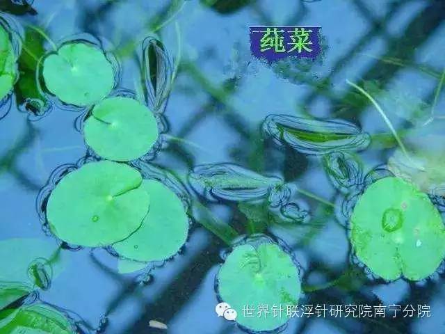 蕨菜种植视频_甜蕨菜种植技术_蕨菜种植技术视频