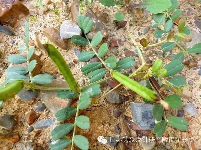 蕨菜种植视频_甜蕨菜种植技术_蕨菜种植技术视频