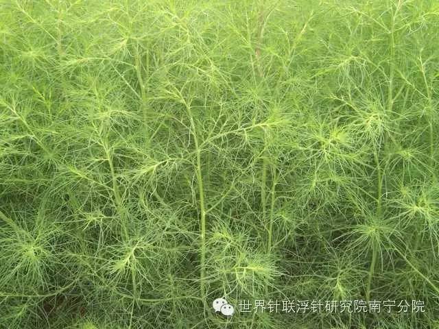 蕨菜种植技术视频_蕨菜种植视频_甜蕨菜种植技术