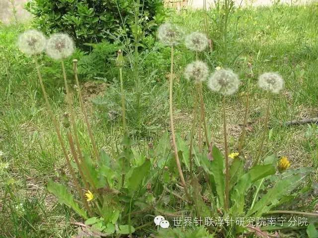 甜蕨菜种植技术_蕨菜种植视频_蕨菜种植技术视频