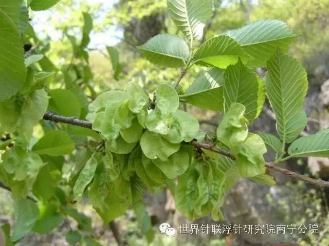 蕨菜种植技术视频_甜蕨菜种植技术_蕨菜种植视频