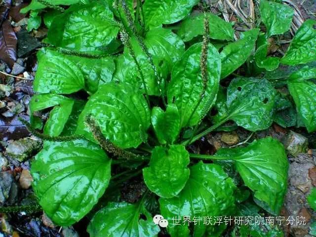 蕨菜种植视频_蕨菜种植技术视频_甜蕨菜种植技术